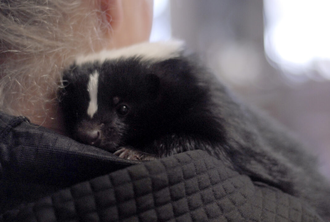 God’s smallest creatures