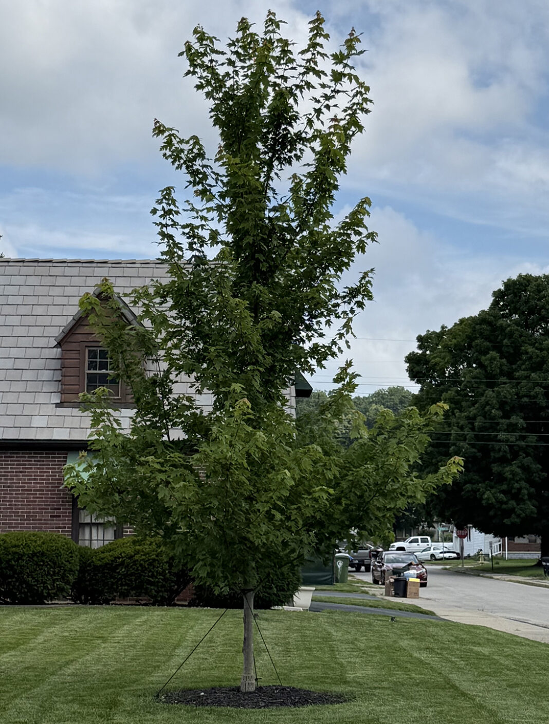 Letter to the Editor: Free trees? Yes, please!
